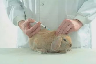 Choroby zakaźne u królików