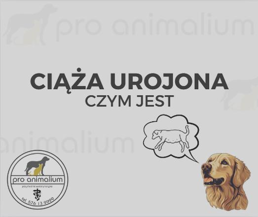Ciąża u psa