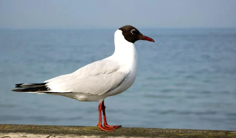 Ciekawostki o ptakach