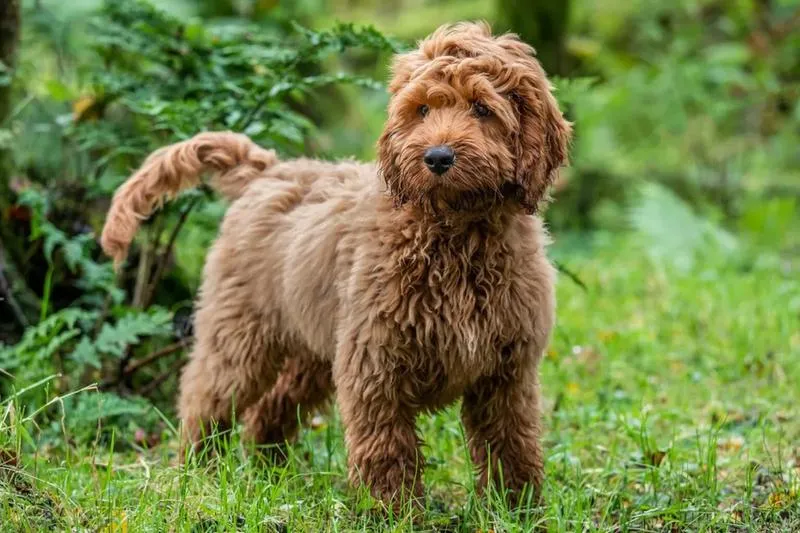 Cockapoo jako pies rodzinny