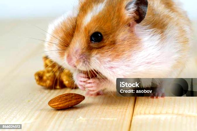 Dieta chomika