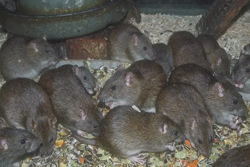 Dieta dzikich szczurów