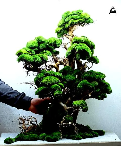 Drzewko bonsai do akwarium