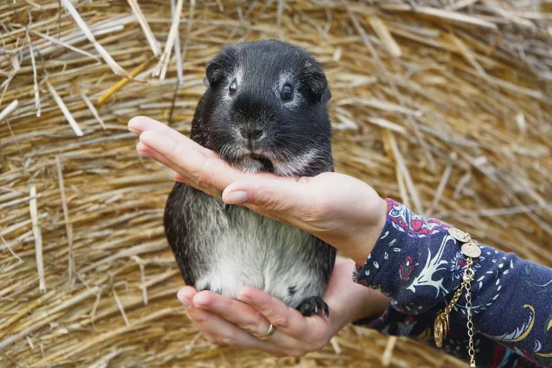 Dźwięki świnki morskiej