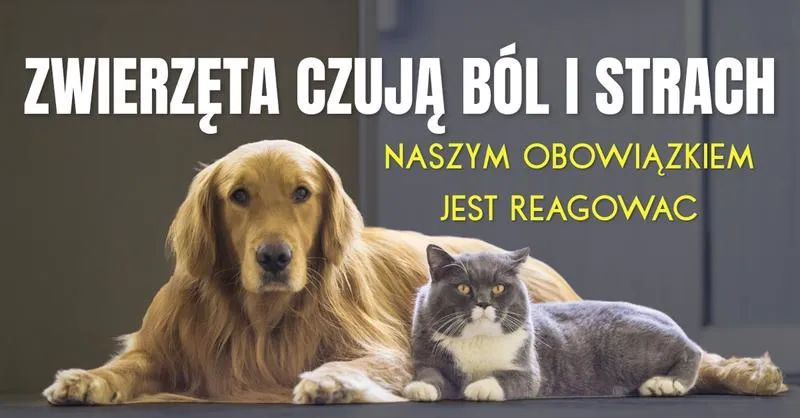 Emocje ptaków
