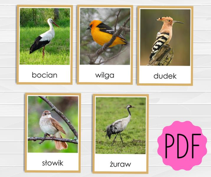 Gatunki ptaków do rozpoznania