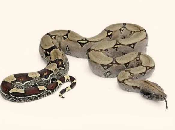 Hodowla boa dusiciela
