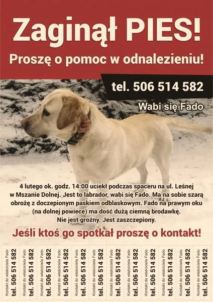 Instynkt nawigacyjny psów
