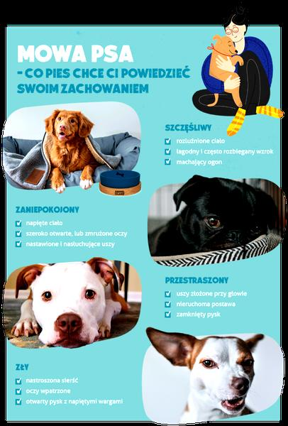 Jak głaskać psa