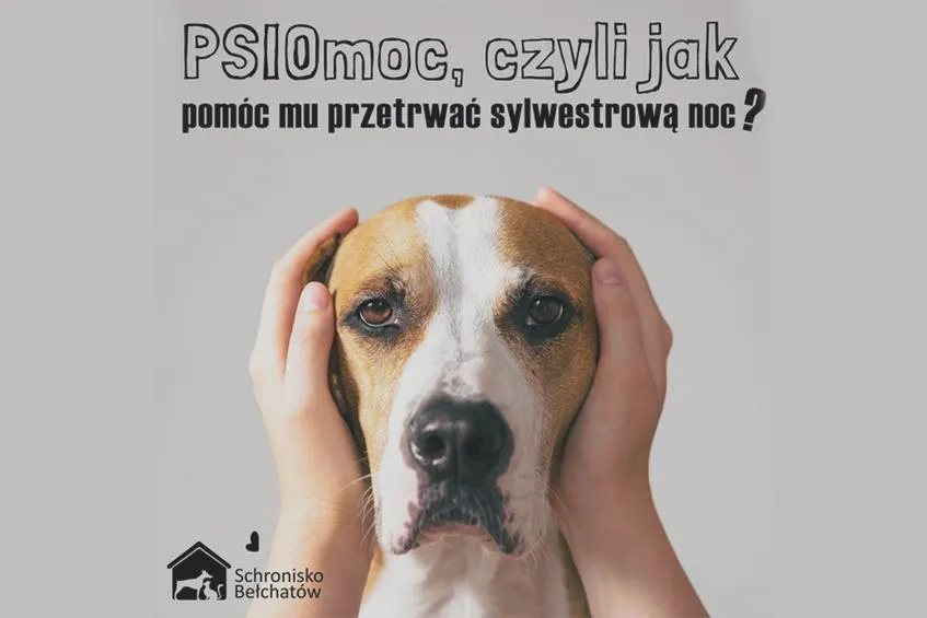 Jak pomóc zwierzętom