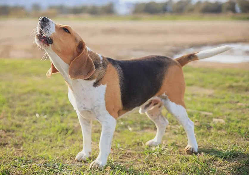 Językowe różnice w szczekaniu