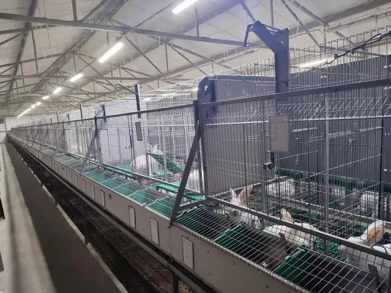 Karmienie małych królików
