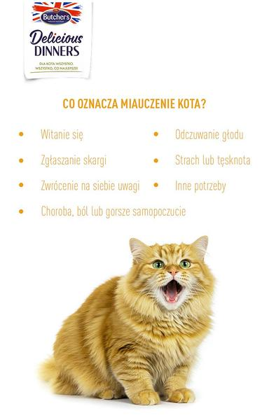 Kocia komunikacja