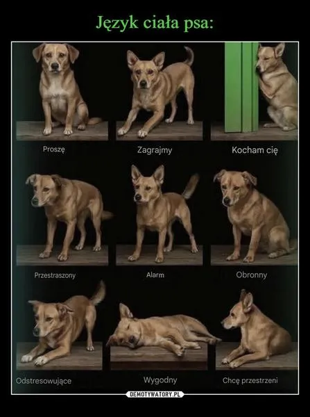 Komunikacja psów