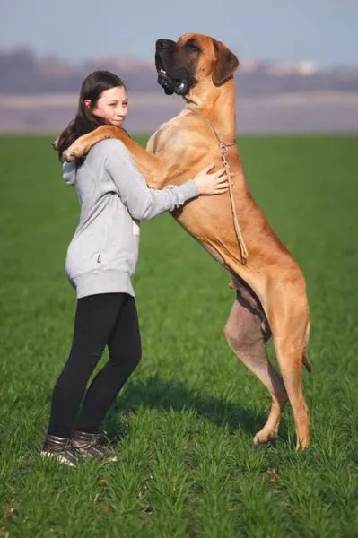 Komunikacja z psem