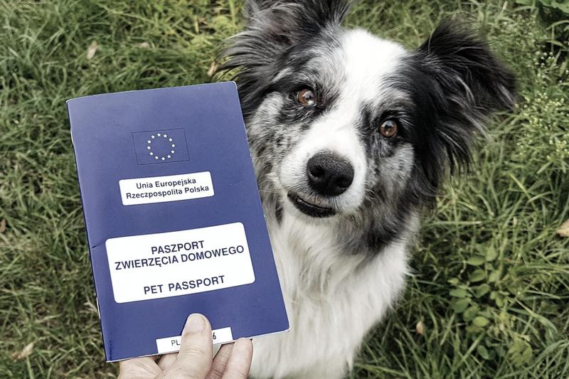 Koszt paszportu dla psa