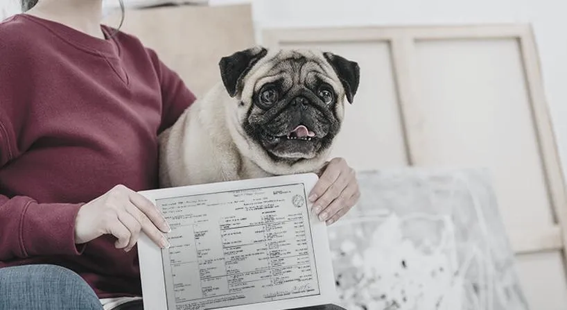 Koszty wyrobienia rodowodu psa