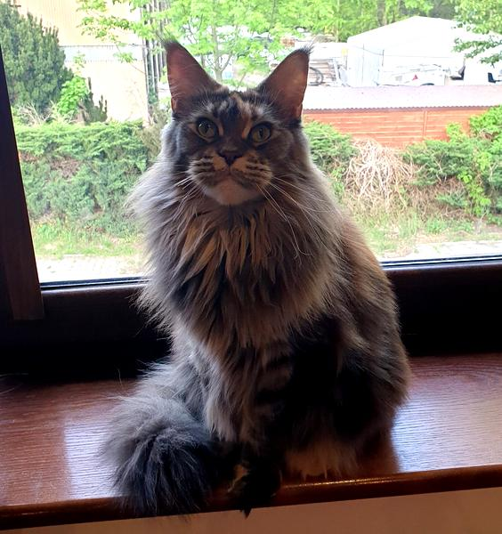 Maine coon