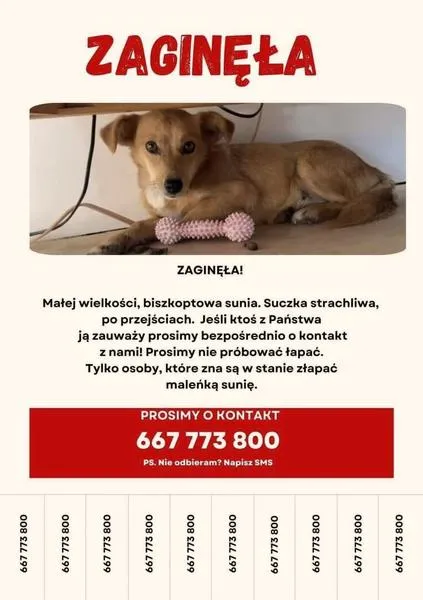 Metody poszukiwań psów
