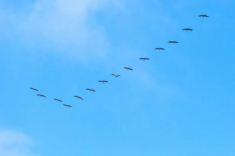 Migracja ptaków