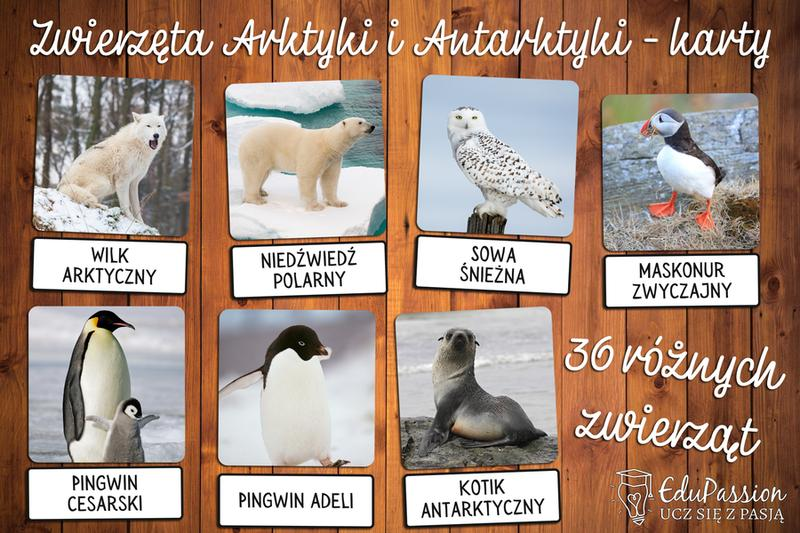 Niedźwiedzie polarne