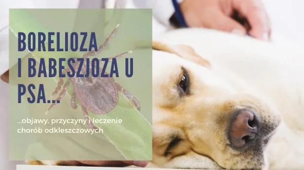 Objawy boreliozy u psów