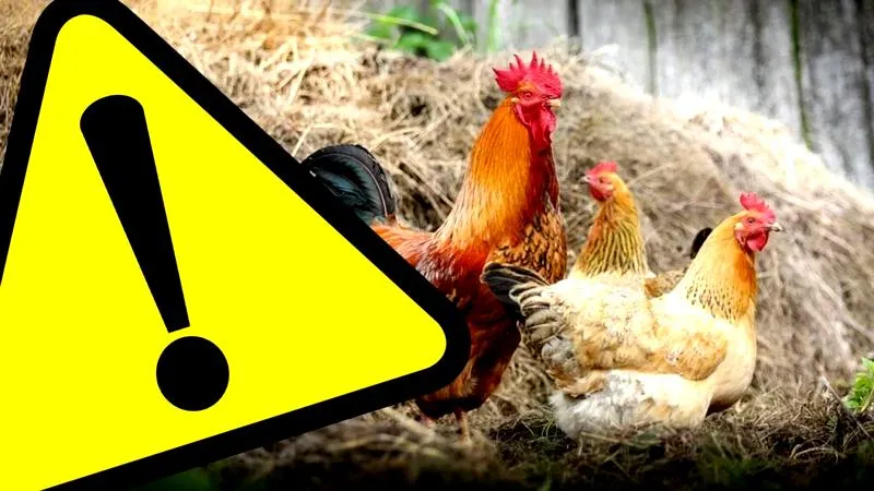 Objawy ptasiej grypy