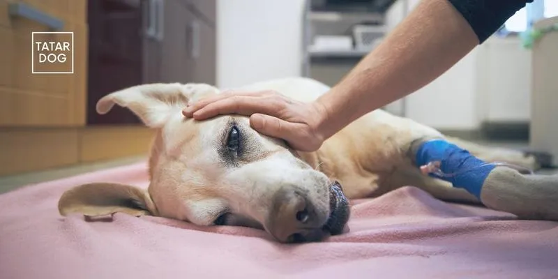 Objawy zatrucia u psów