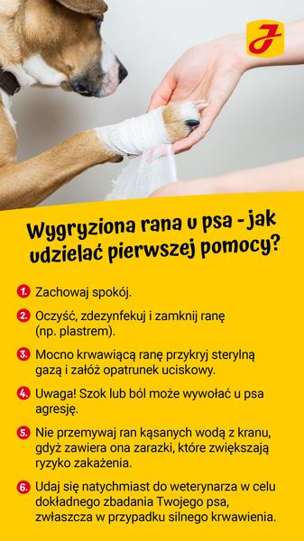 Oczyszczanie rany u psa