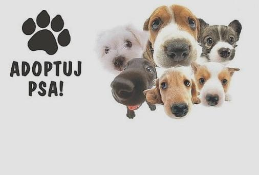 Oddanie psa do dobrego domu