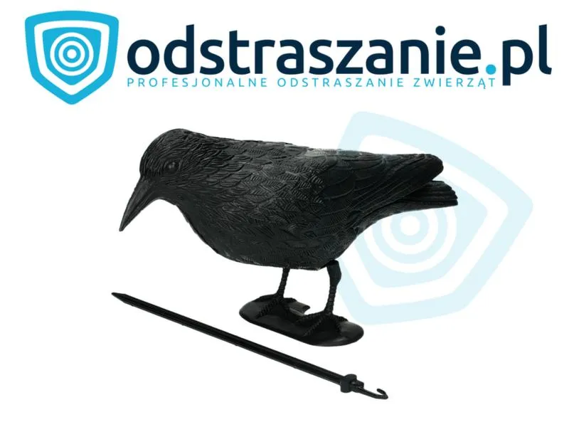 Odstraszanie ptaków z borówek