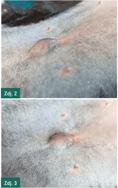 Operacja przepukliny u psa