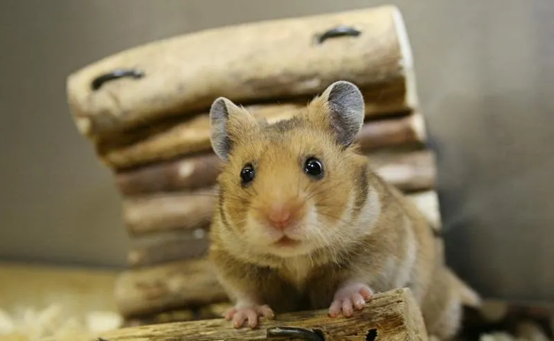 Oswajanie chomika syryjskiego