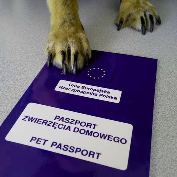 Paszport dla psa