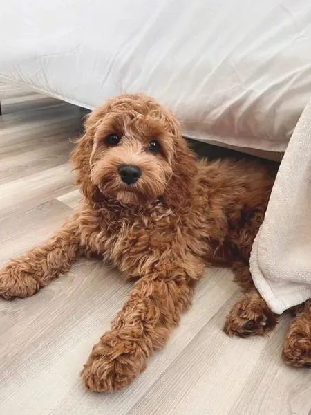 Pielęgnacja cockapoo