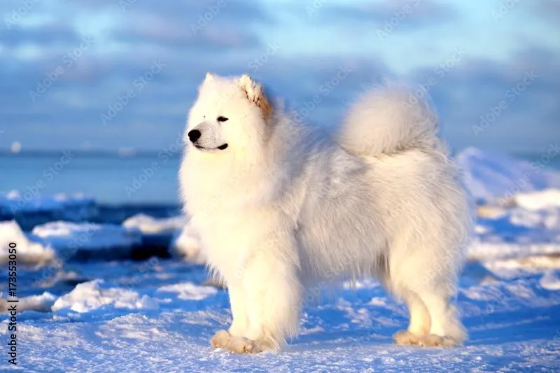 Pielęgnacja psa rasy samojed