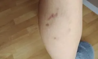 Prawo i odpowiedzialność właściciela psa