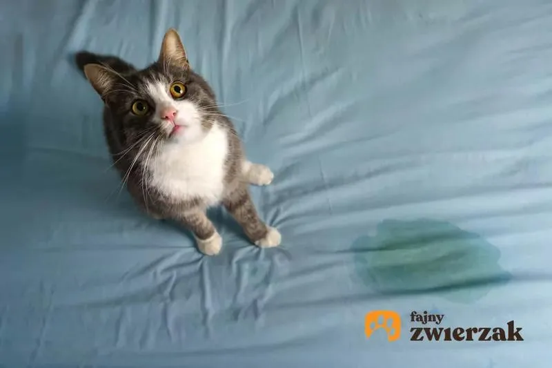Problemy behawioralne psów