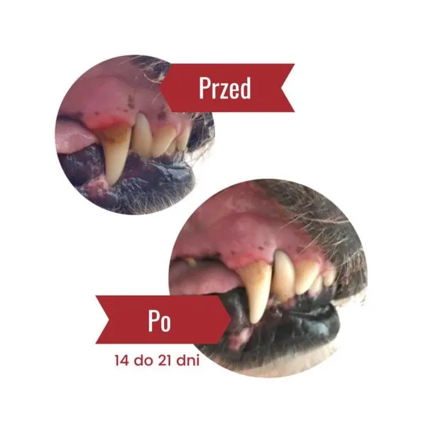 Profilaktyka zdrowia psa