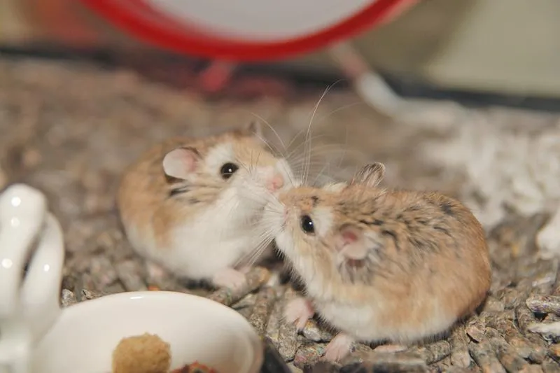 Przyjaźń z chomikiem