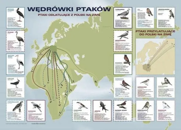 Ptaki w Polsce