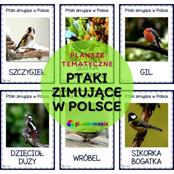 Ptaki zimujące w Polsce