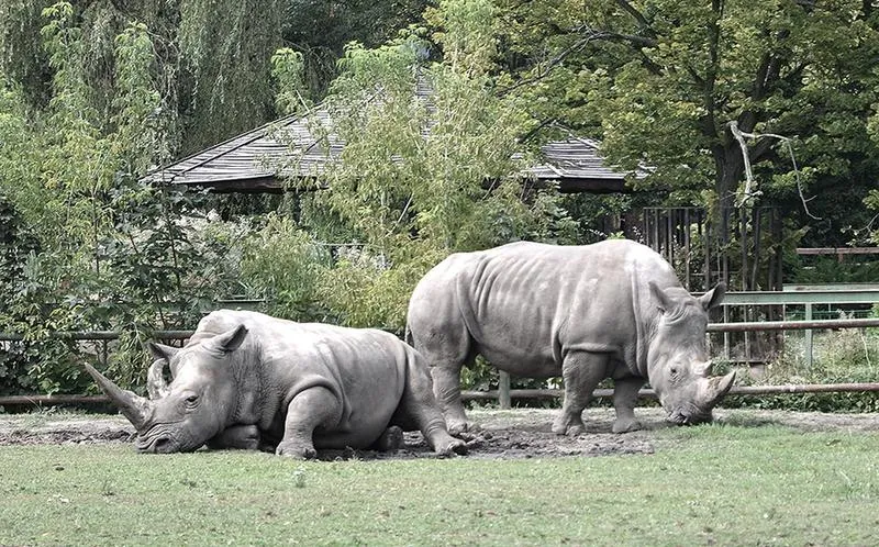 Regulamin zoo