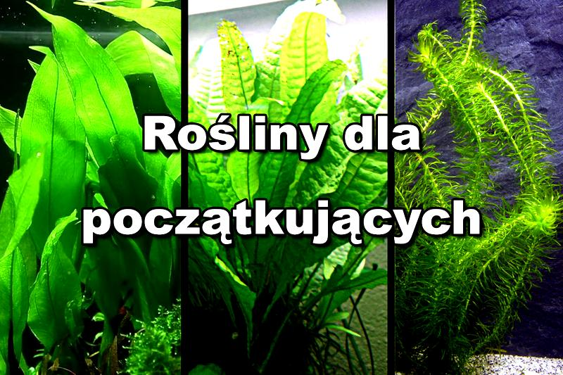 Rośliny do akwarium