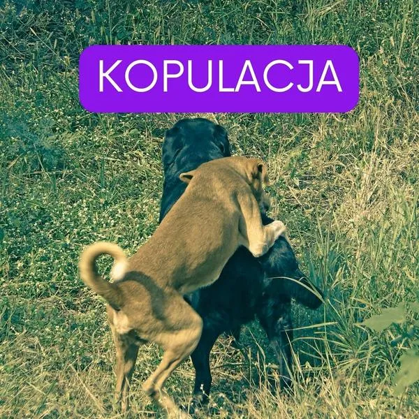 Rozmnażanie psów