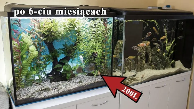 Ryby dla początkujących