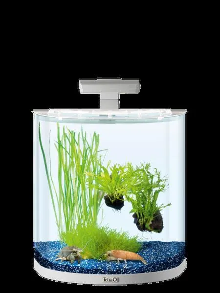 Ryby do akwarium 30 l