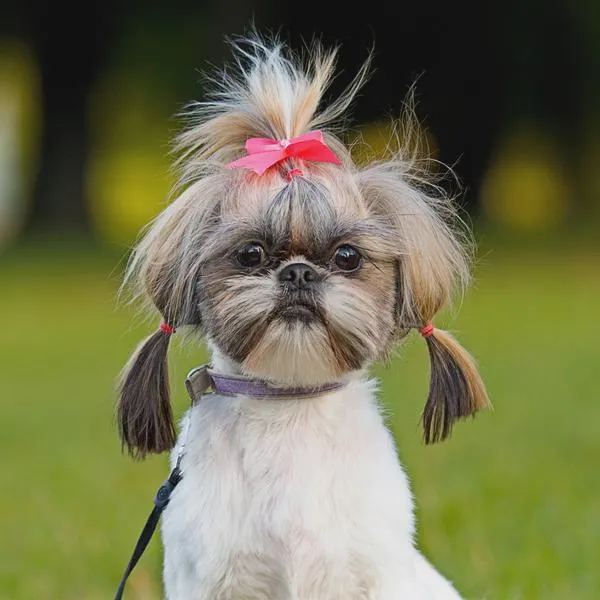 Shih tzu zdrowie