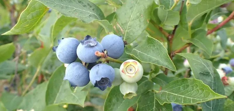 Skuteczne sposoby ochrony