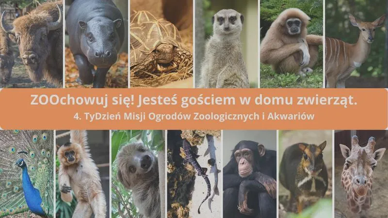 Spacer z psem
